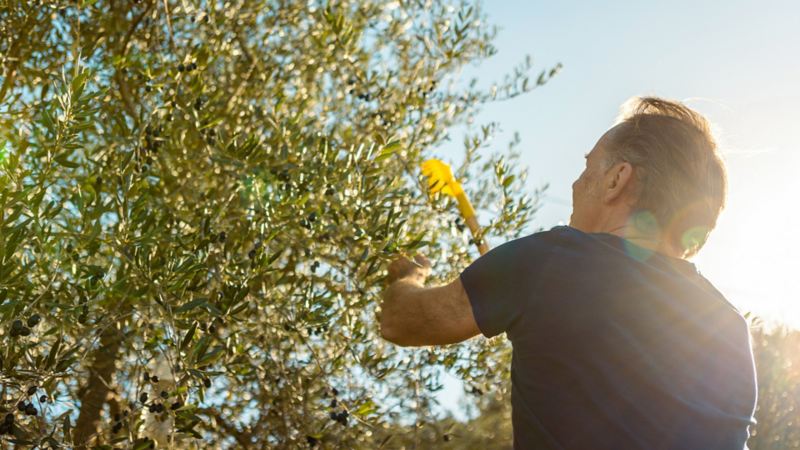 Patrick Hemmelmayr raccoglie le olive da un albero di ulivo
