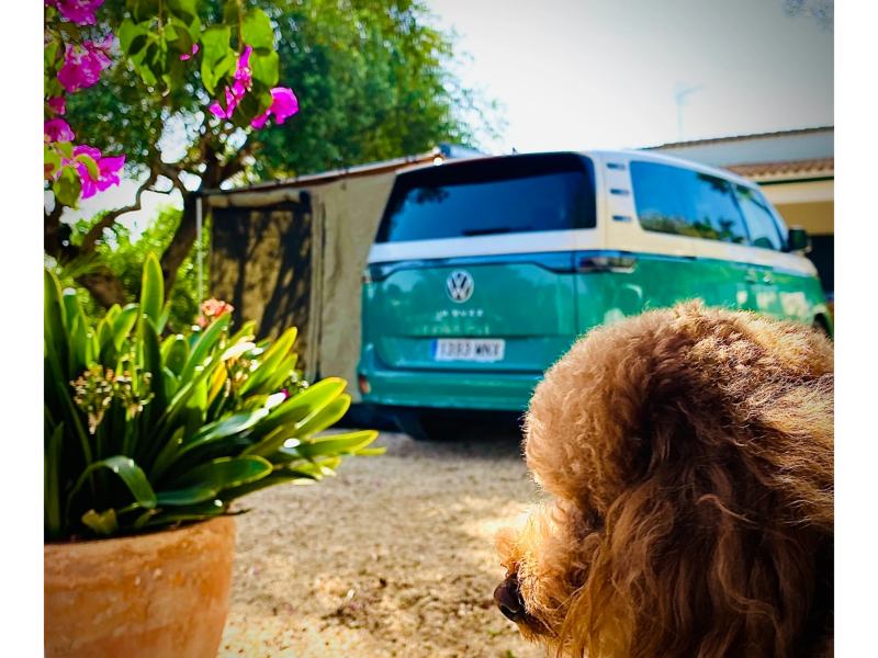 Un VW ID. Buzz verde aparcado en una casa, con un perro en frente.