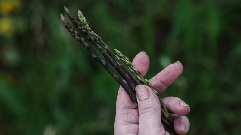 Des asperges dans une main.