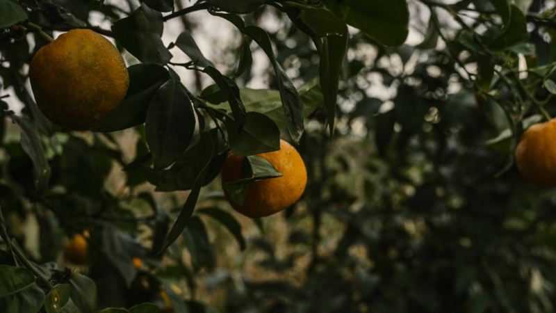 Orangen, welche am Strauch wachsen.