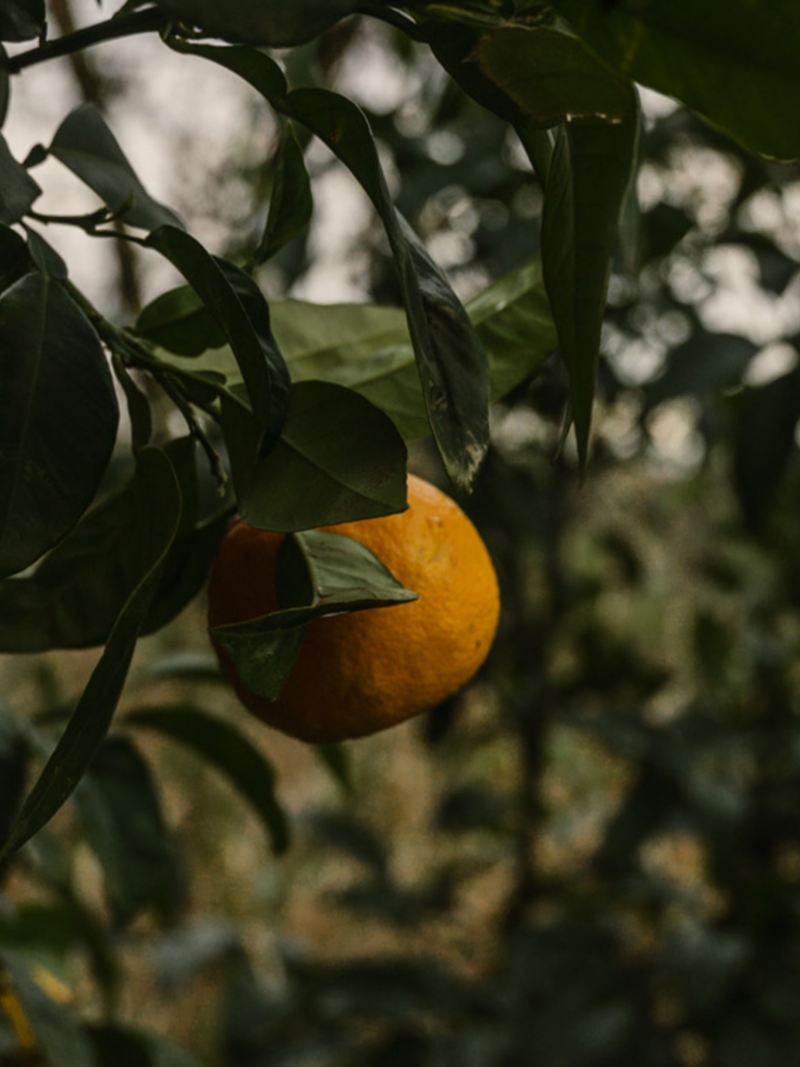 Oranges qui poussent sur l'arbuste.