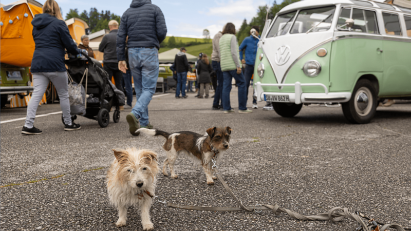Deux chiens sur un parking devant un VW T1 vert menthe et plusieurs personnes.