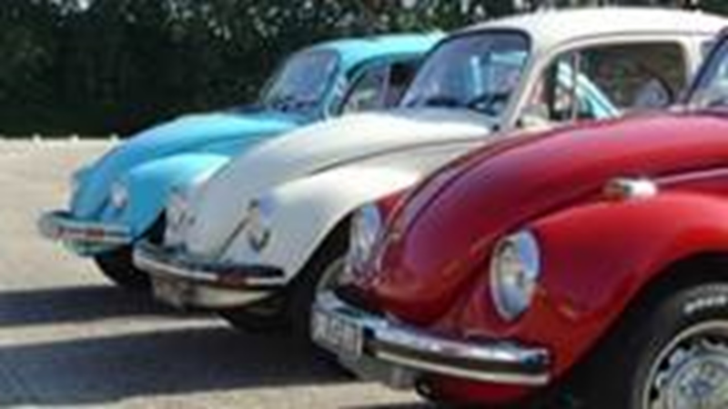 Meerdere Volkswagen Kevers staan opgelijnd naast elkaar