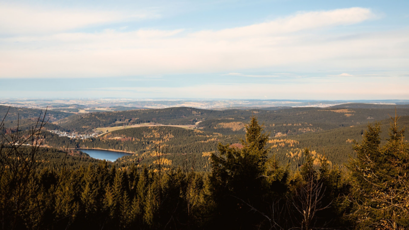 Landskapsbild över skogsmiljö