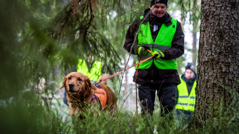 Specialsök med hund, Missing people skallgångskedja