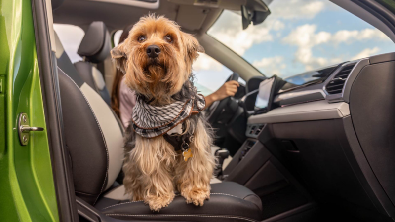 Perro pequeño viaja en asiento delantero de camioneta volkswagen