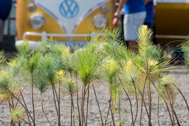 reforestacion Volkswagen Canarias