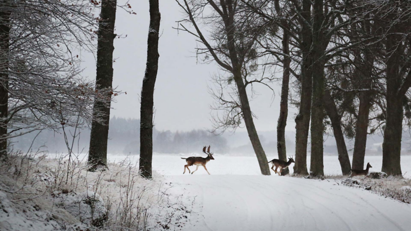 SKOVELHJORTEN LURADE ALLA och smet ut den vägen där bevakning endast bestod av fotografen.