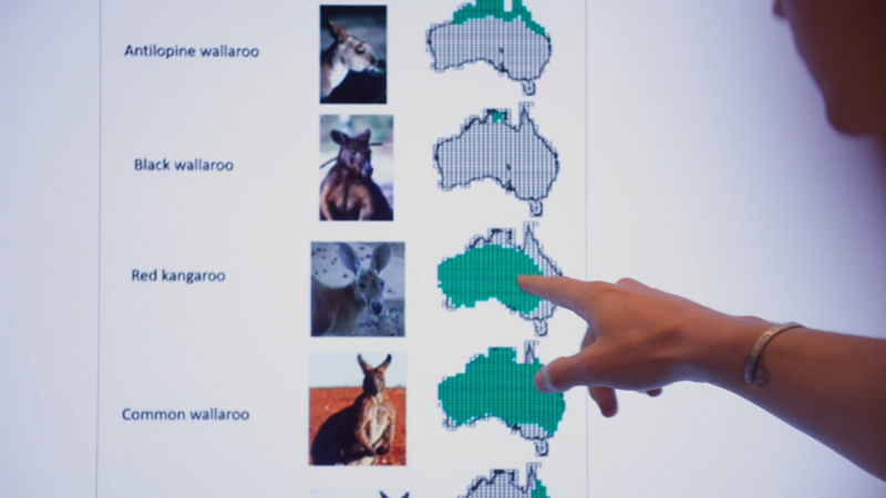 Map of Australia and prevalent kankaroos
