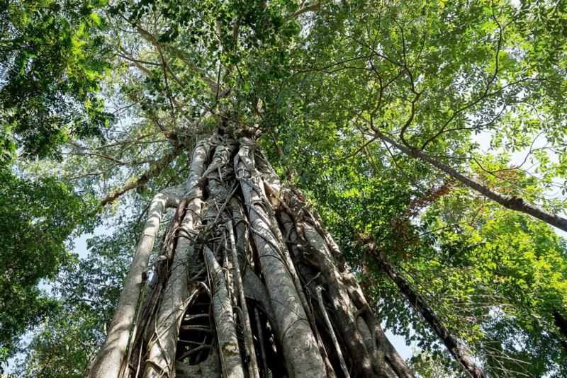 Vista hacia arriba de la copa de un árbol con raíces aéreas