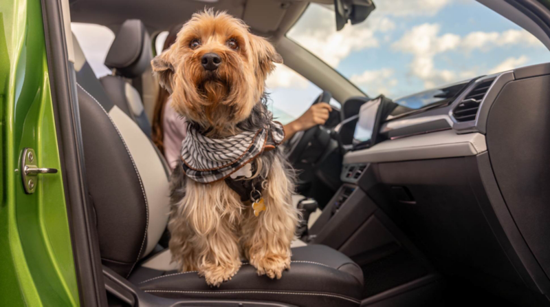 Perro sentado en asiento de copiloto en interior de SUV Volkswagen.