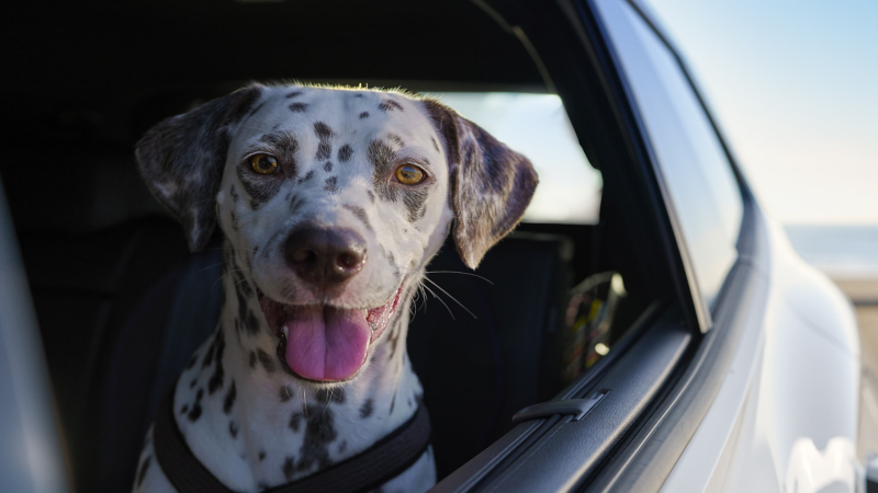 A dog looking out of the rear window of a Volkswagen Tayron