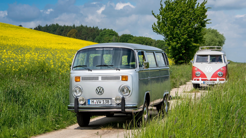 Zwei alte VW Busse fahren auf einer Landstraße zwischen zwei blühende Felder.