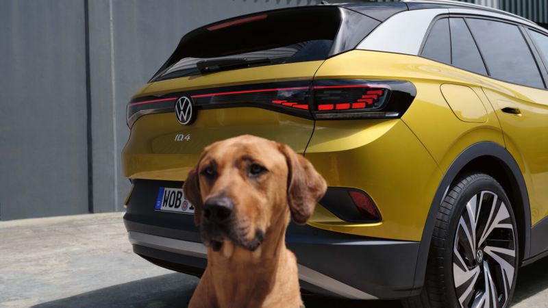 Un perro en primer plano delante de un Volkswagen ID.4 amarillo visto desde atrás