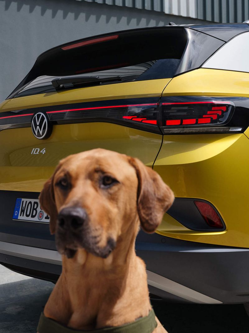 A dog sat infront of the tail lights of a yellow ID.4
