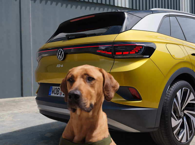 A dog sat infront of the tail lights of a yellow ID.4