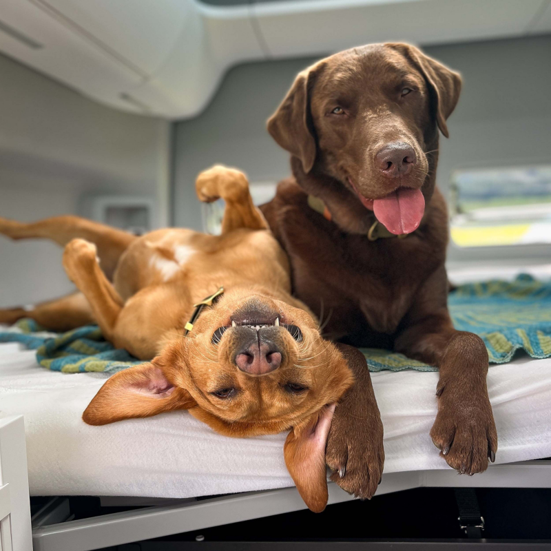 a beautiful golden and brown Labrador dog in a VW Van, both smiling into the camera, one is upside down