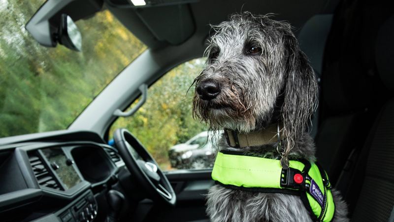 dog sitting on seat inside a vw van wearing a harness