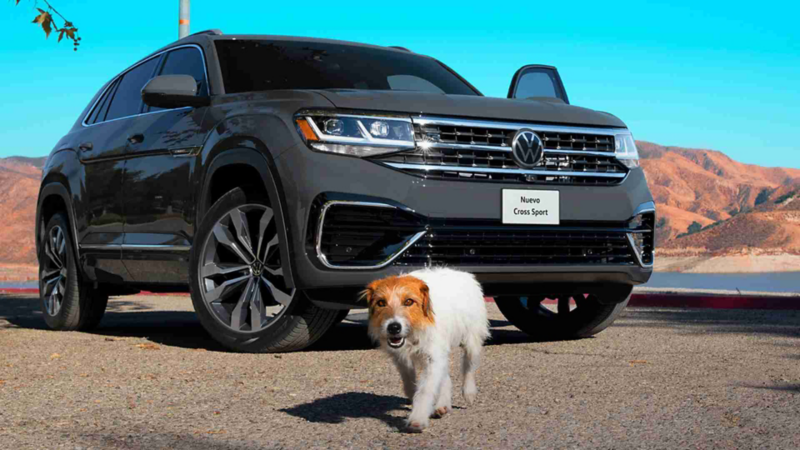 Cómo viajar con tu perro en auto - Consulta los consejos para perros pequeños y grandes, que hacer antes y durante un viaje. 
