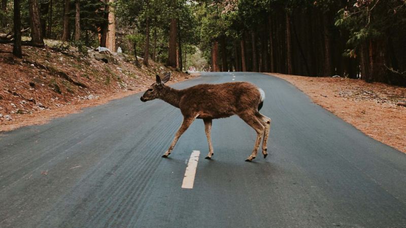 Rådjur går över en landsväg omgiven av skog