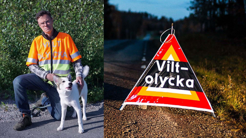 Bildmontage med en eftersöksjägare samt en skylt med texten Viltolycka på en tom landsväg