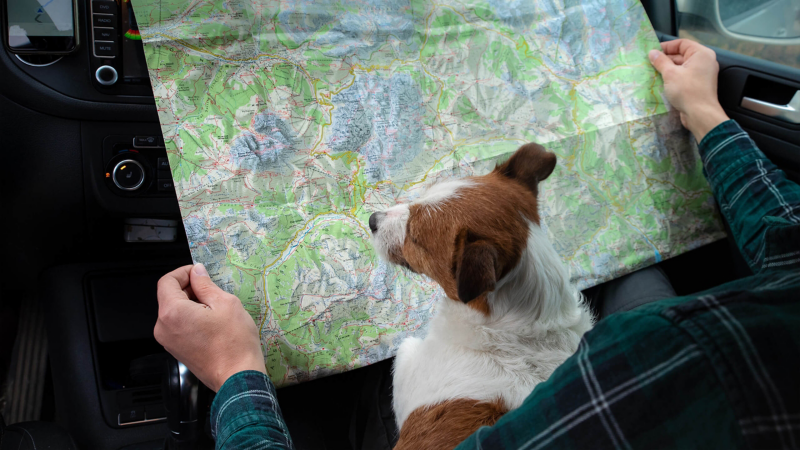 Hund blickt auf faltbare Landkarte.