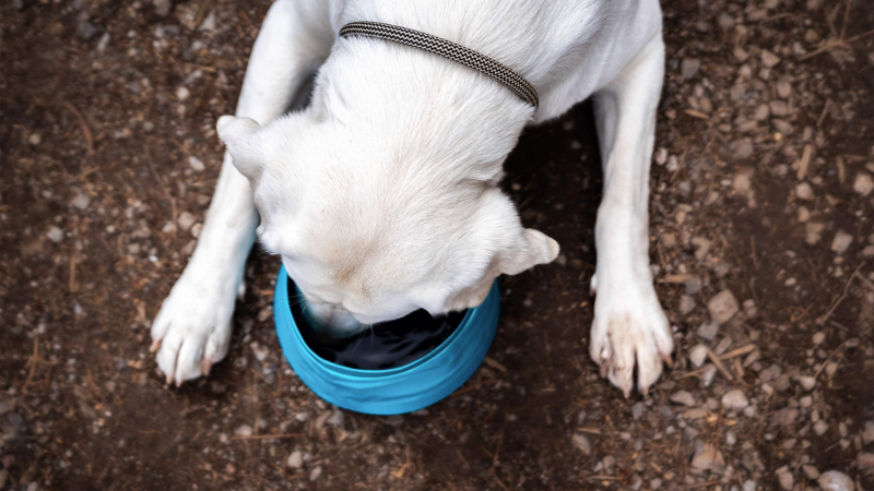 Hund frisst aus faltbarem Napf.