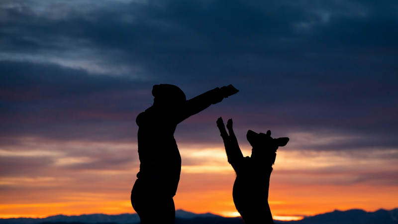 La Saint-Sylvestre avec un chien: du camping détendu sans pétards en Allemagne et en Europe