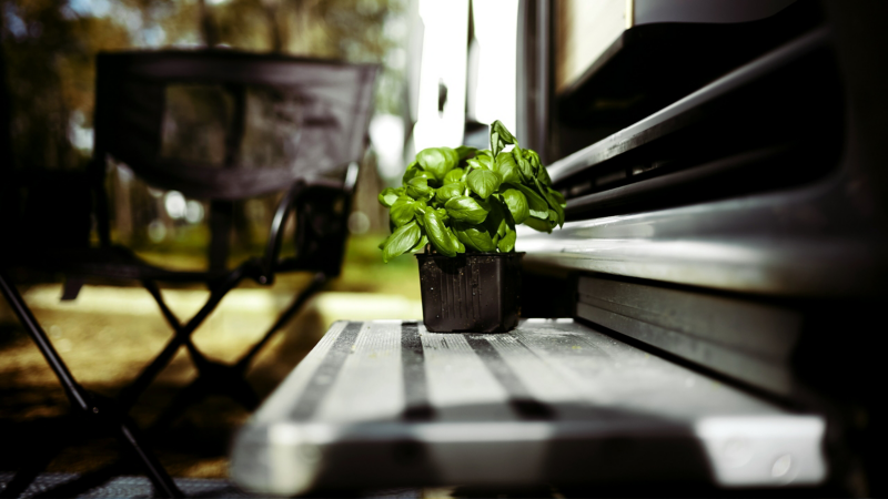 Basil in a pot.