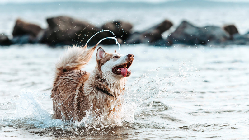 Hund spielt im Wasser.