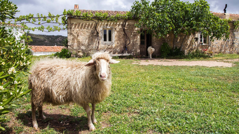 Ett lurvigt får på en farm i Sardinien.