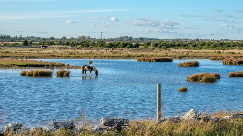 Öland.