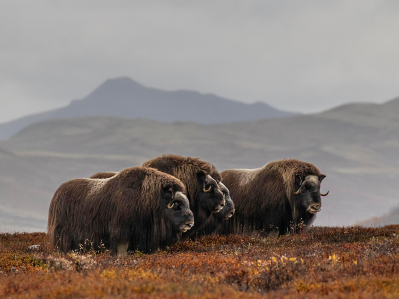 Moschusochsen in Norwegens Nationalparks.