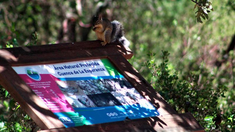 Fauna presente en La Cuenca de la Esperanza