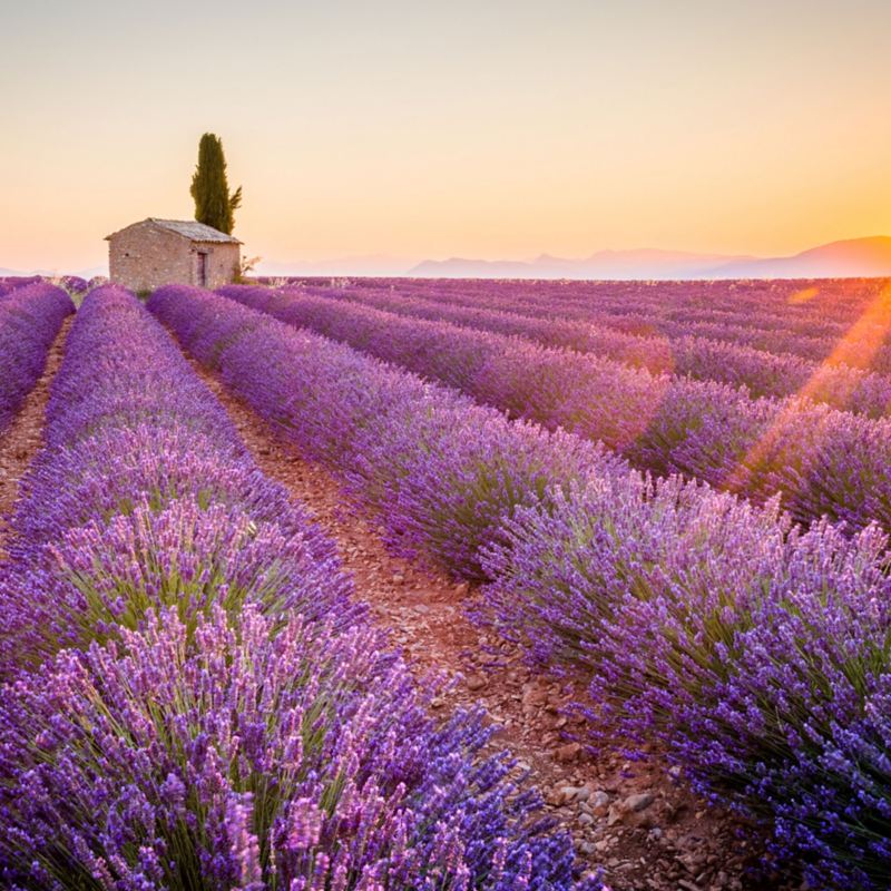 Weitläufiges Feld mit blühendem Lavendel in der Abendsonne