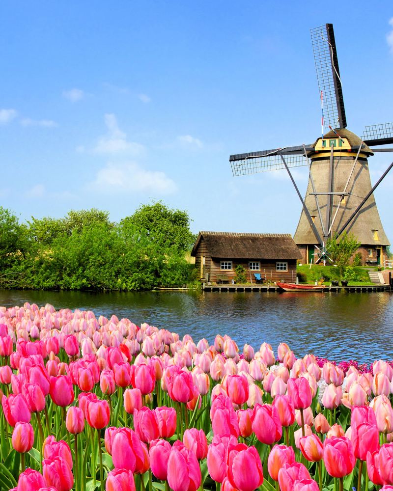 Typisch Niederlande: Eine Windmühle steht an einem Gewässer, im Vordergrund sind rosa und pinke Tulpen zu sehen.
