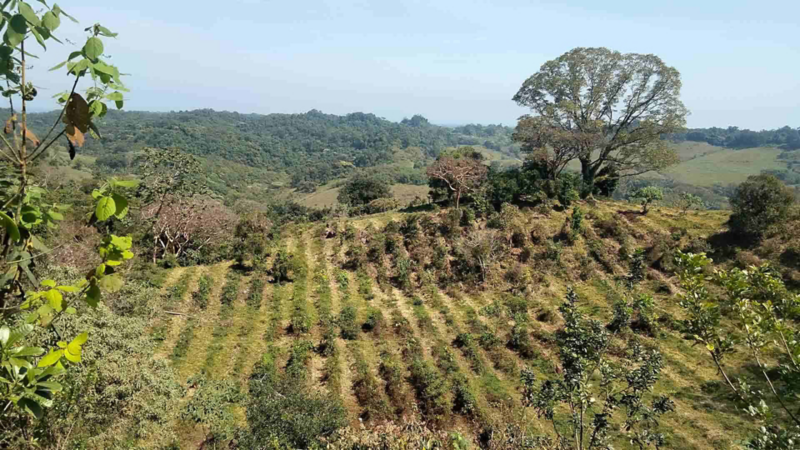 Vista panorámica de un sembradío que fomenta el desarrollo de una comunidad. 