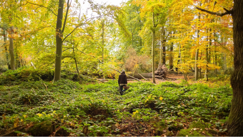 Johannes Riffelmacher geht mit einem Korb im Wald und sucht nach Spezialitäten.