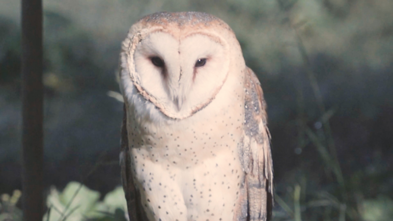Proyecto de Conservación de Aves Rapaces ganador de Por Amor a México de Volkswagen