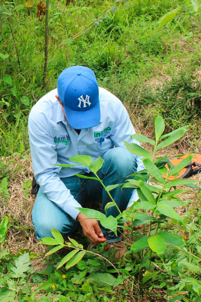 Plantación de Bambú Nativo en Hueytamalco - Proyecto de Por Amor a México de VW MX