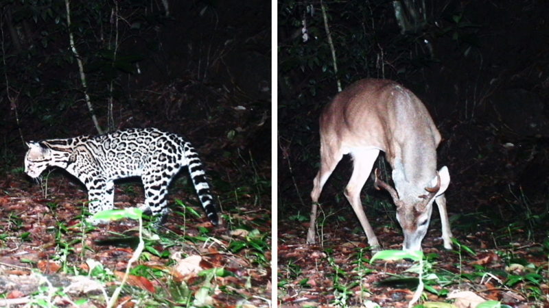 Fauna preservada con proyecto Bambú de Volkswagen - Por Amor a México