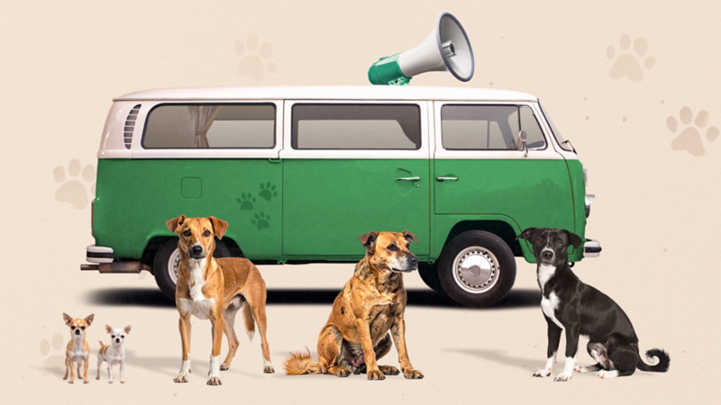 COmbi modelo 1973 transportando perritos callejeros a una segunda oportunidad de encontrar un hogar