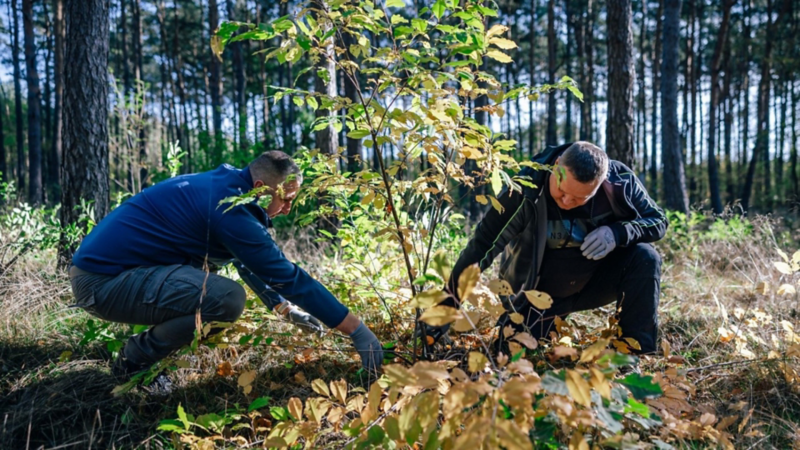 Ein Baum wird gepflanzt. 