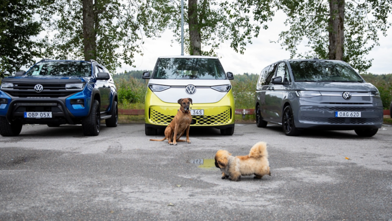 Två hundar framför en VW Amarok, VW ID. Buzz och en VW Multivan.