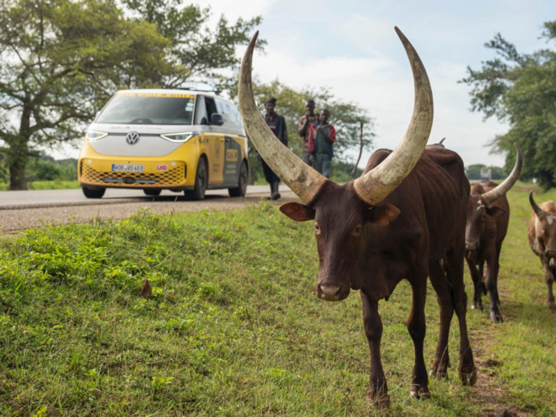 En ID. Buzz står bakom ankole-watusi djur i Tanzania