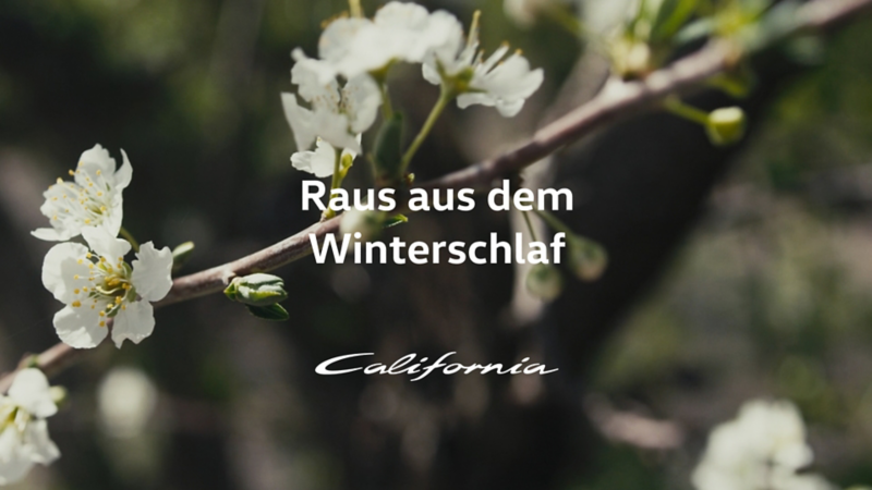Zweig mit weißen Frühlingsblüten, überlagert mit dem Text 'Raus aus dem Winterschlaf' und dem klassischen California-Schriftzug. Stimmungsvolles Intro zum Start in die Camping-Saison.