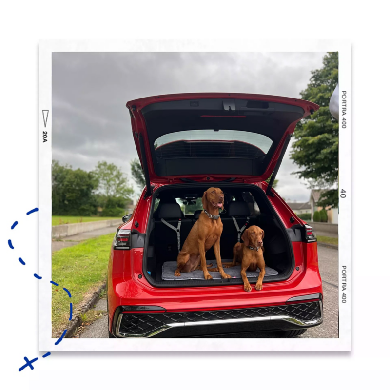 Volkswagen SUV shown in a pet‑friendly lifestyle scene with dogs relaxing in the open boot and sitting beside the open door