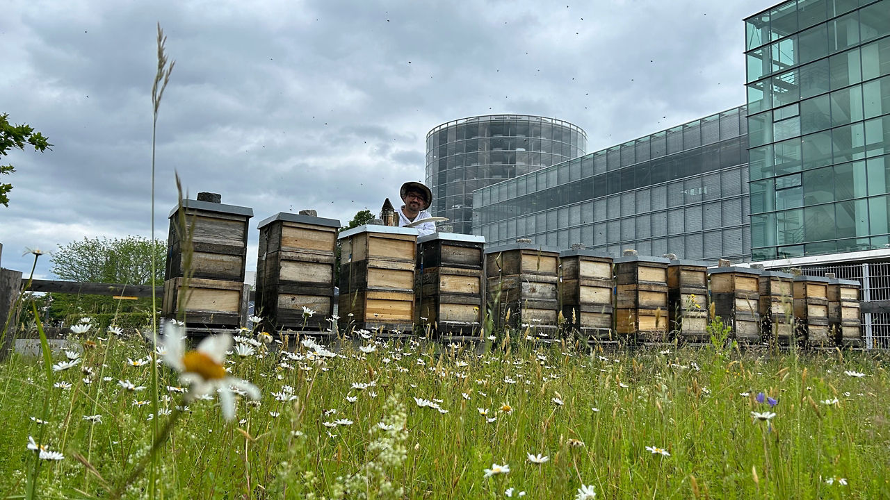 Der Imker mit Bienen und Bienenstöcken an der Gläsernen Manufaktur von VW