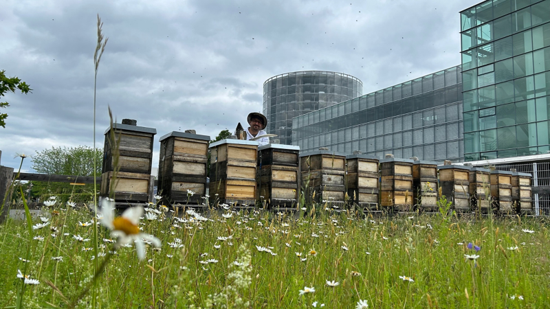 The beekeeper with bees and beehives at VW's Gläsernen Manufaktur